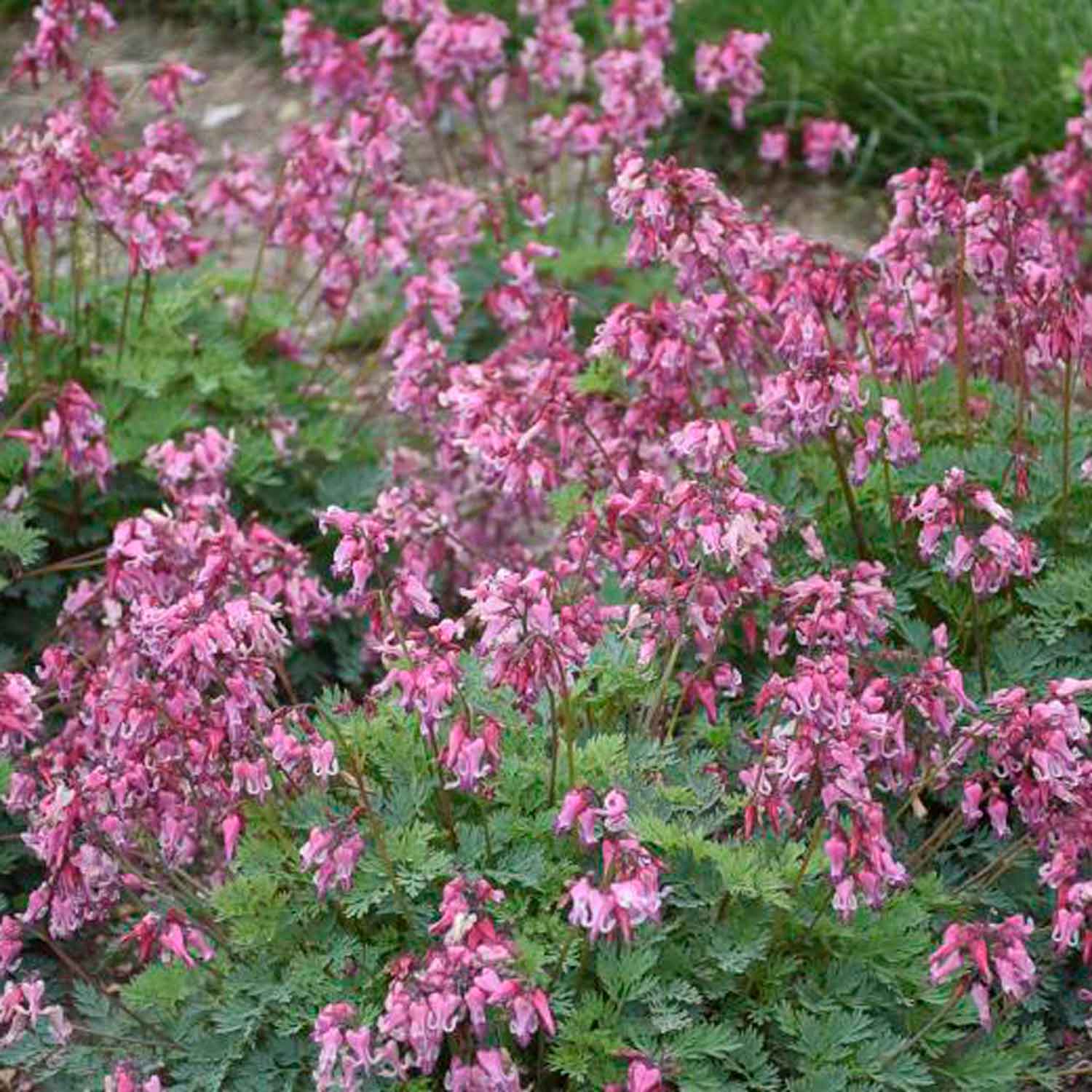 Dicentra hyb. 'Pink Diamonds'(R)