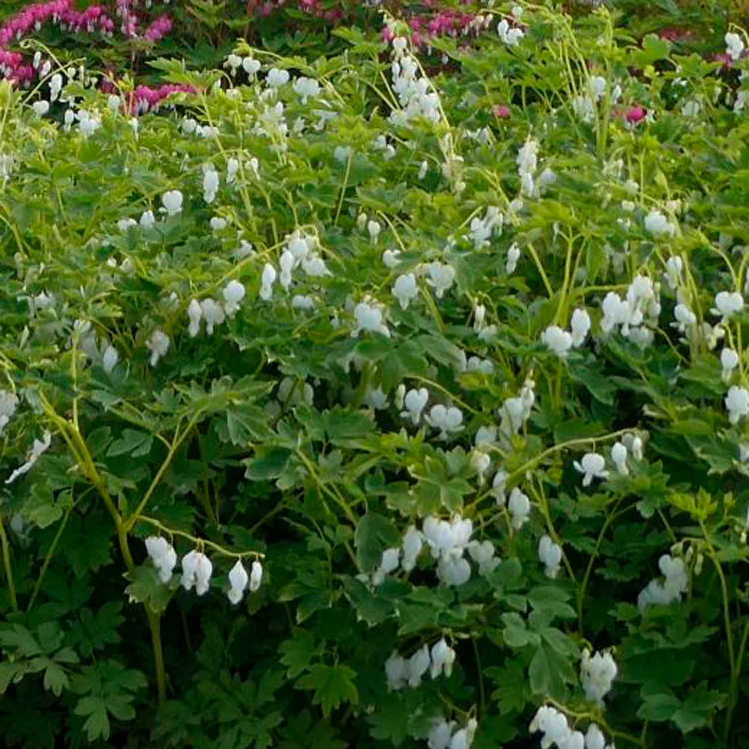 Lieutenant's Heart - Dicentra Spectabilis 'Alba' 1L