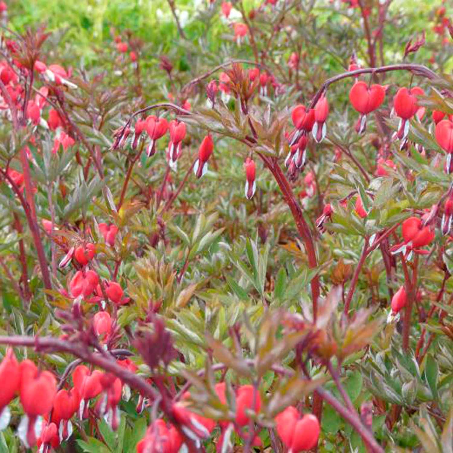 Dicentra spectabilis 'Valentine' 1L