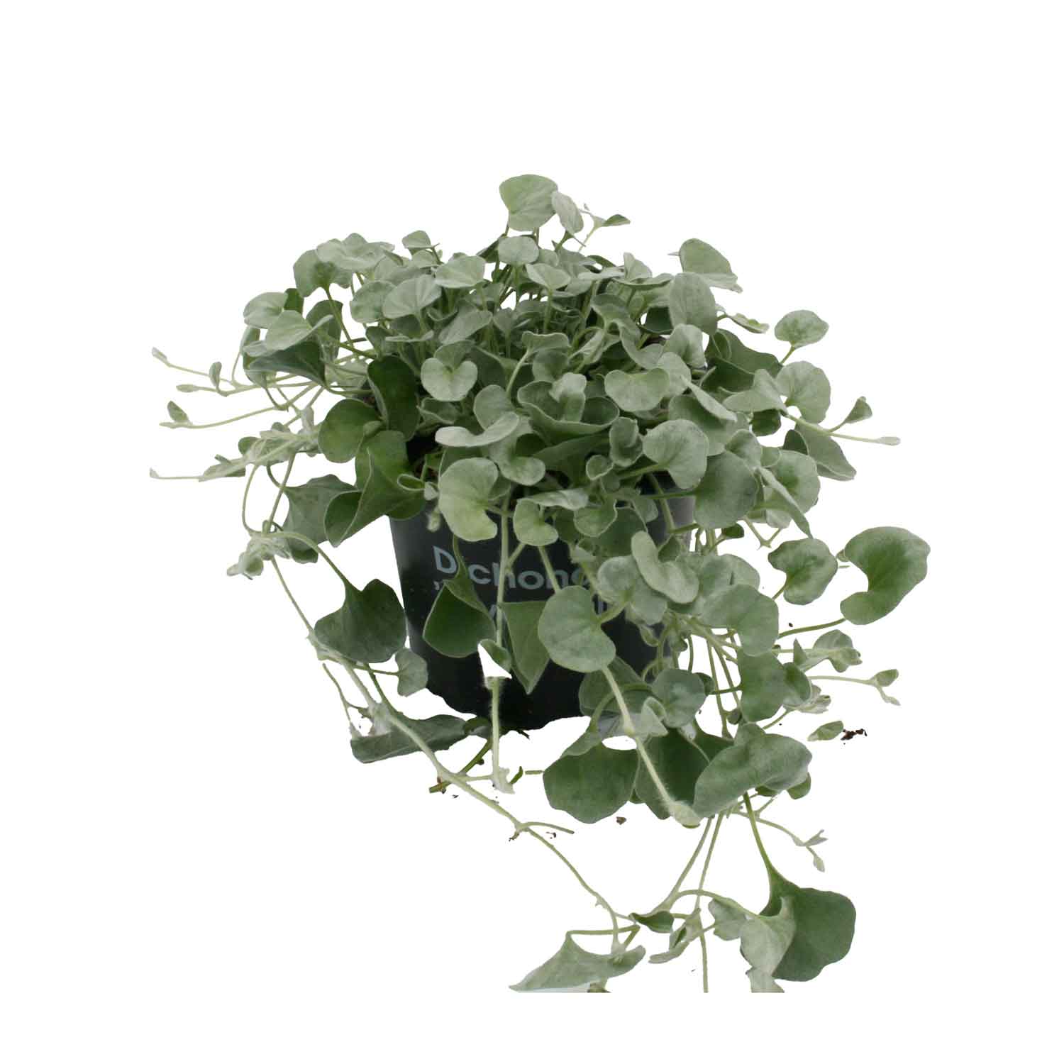 Sølvnyresnerle - Dichondra argentea 'Silver Falls'