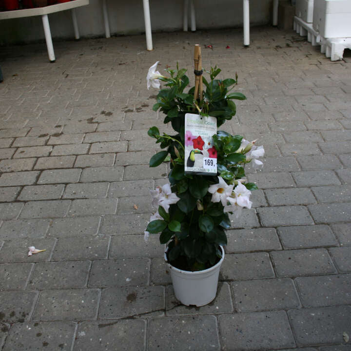 Dipladenia - Mandevilla Sundavilla 17 cm. pot