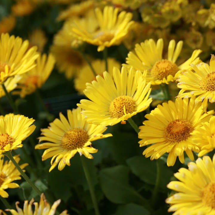 Gemserod - Doronicum orientale 'Little Leo' 11C