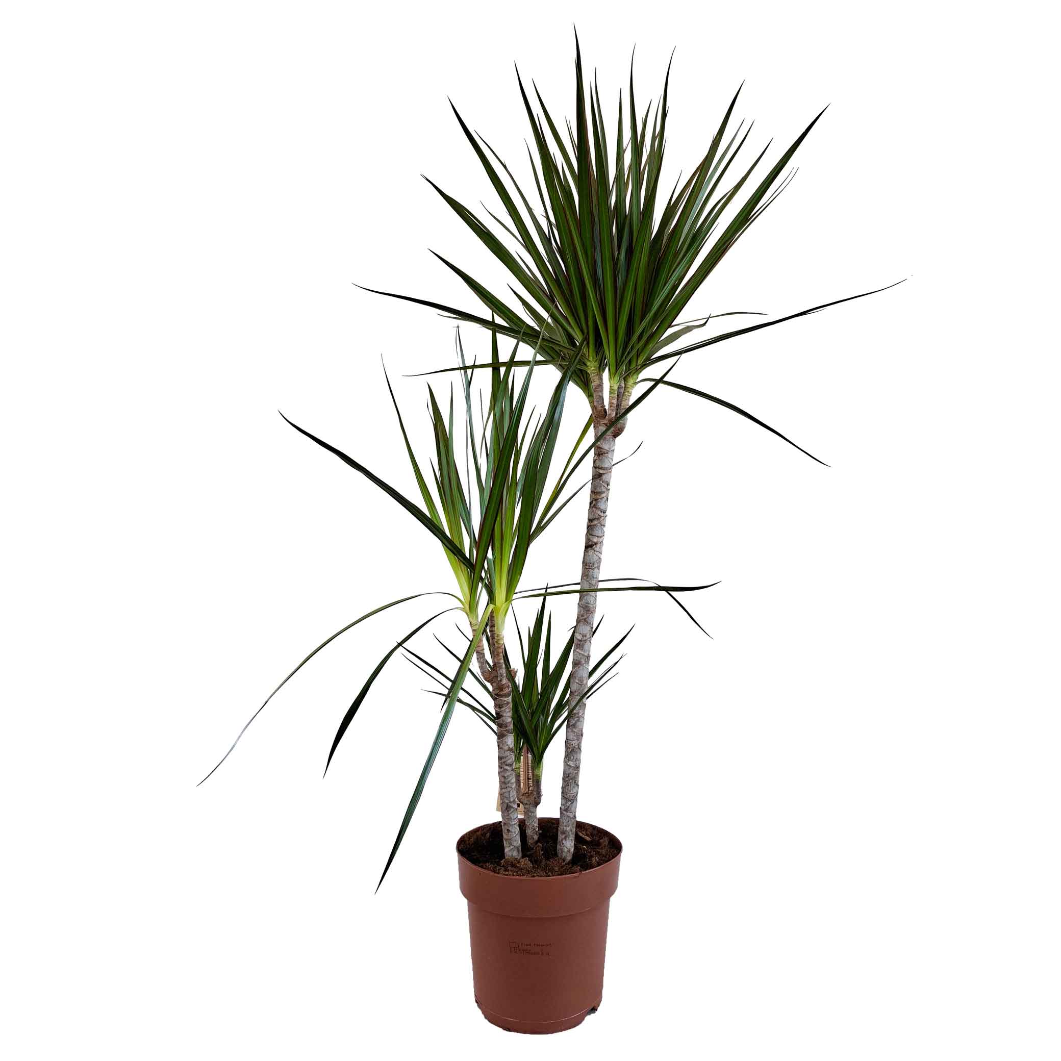 Dracaena marginata 21cm