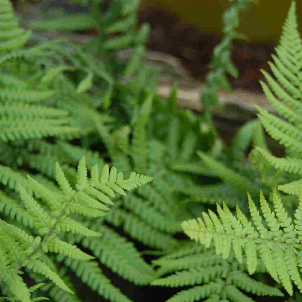 Dryopteris affinis 10 cm