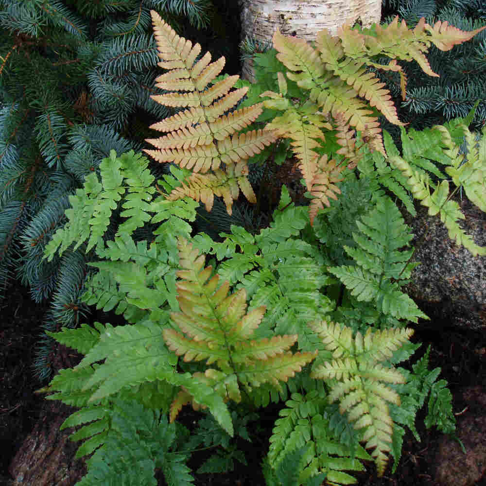 Dryopteris erythrosora 10 cm