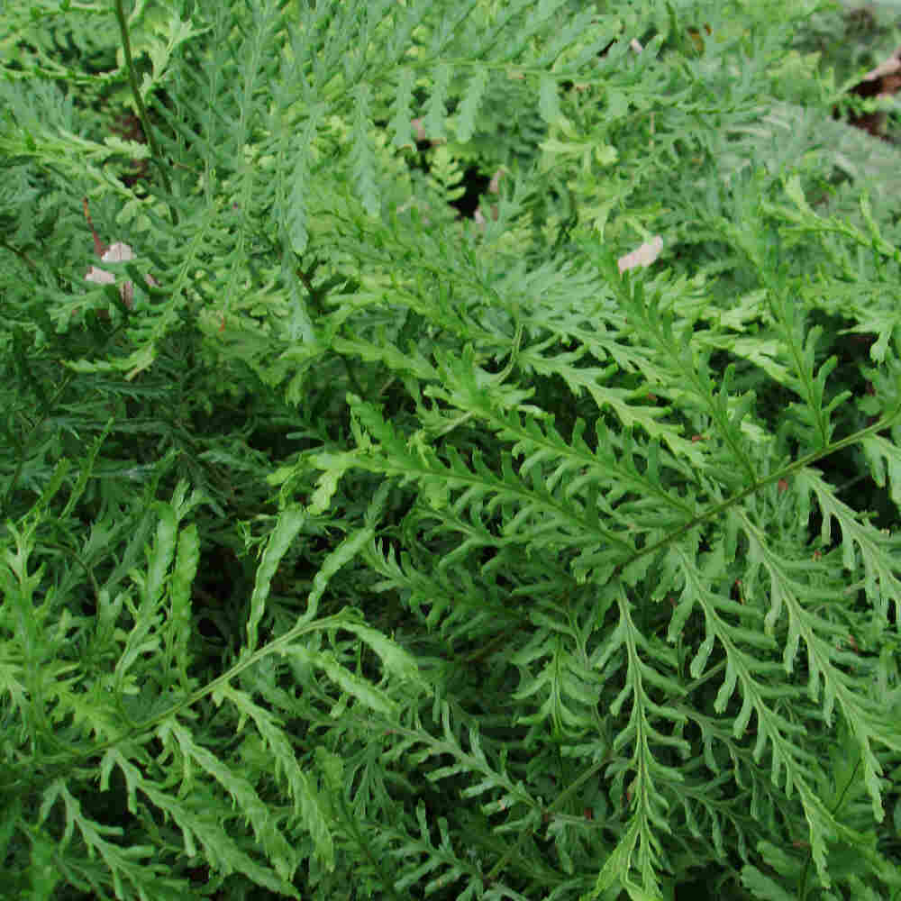 Dryopteris filix-mas  Lin. Polydactyla 10 cm