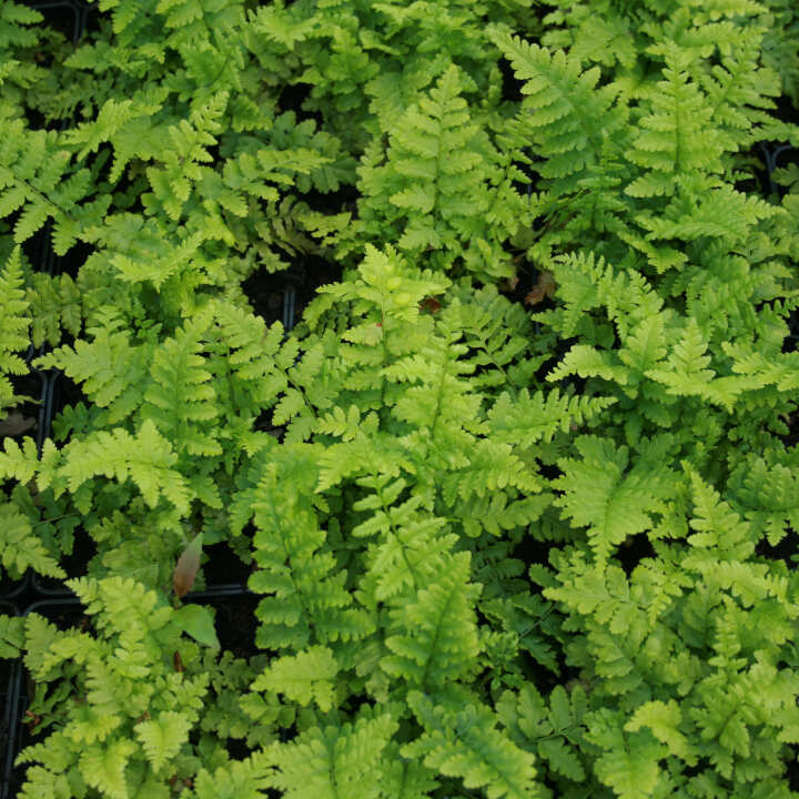 DRYOPTERIS filixmas  1 L Potte