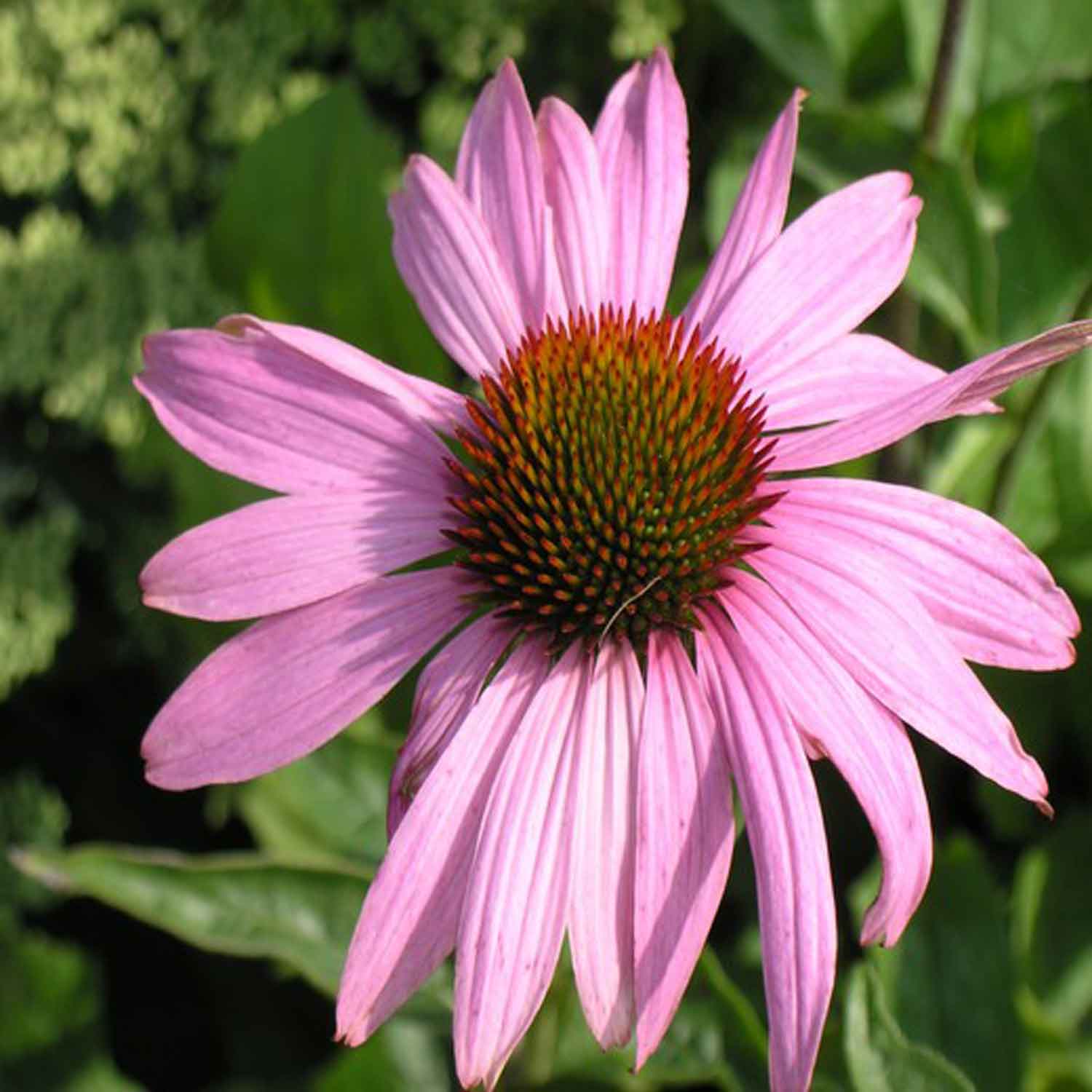 Echinacea pur. 'Prairie Splendor 11C