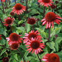 Solhat - Echinacea