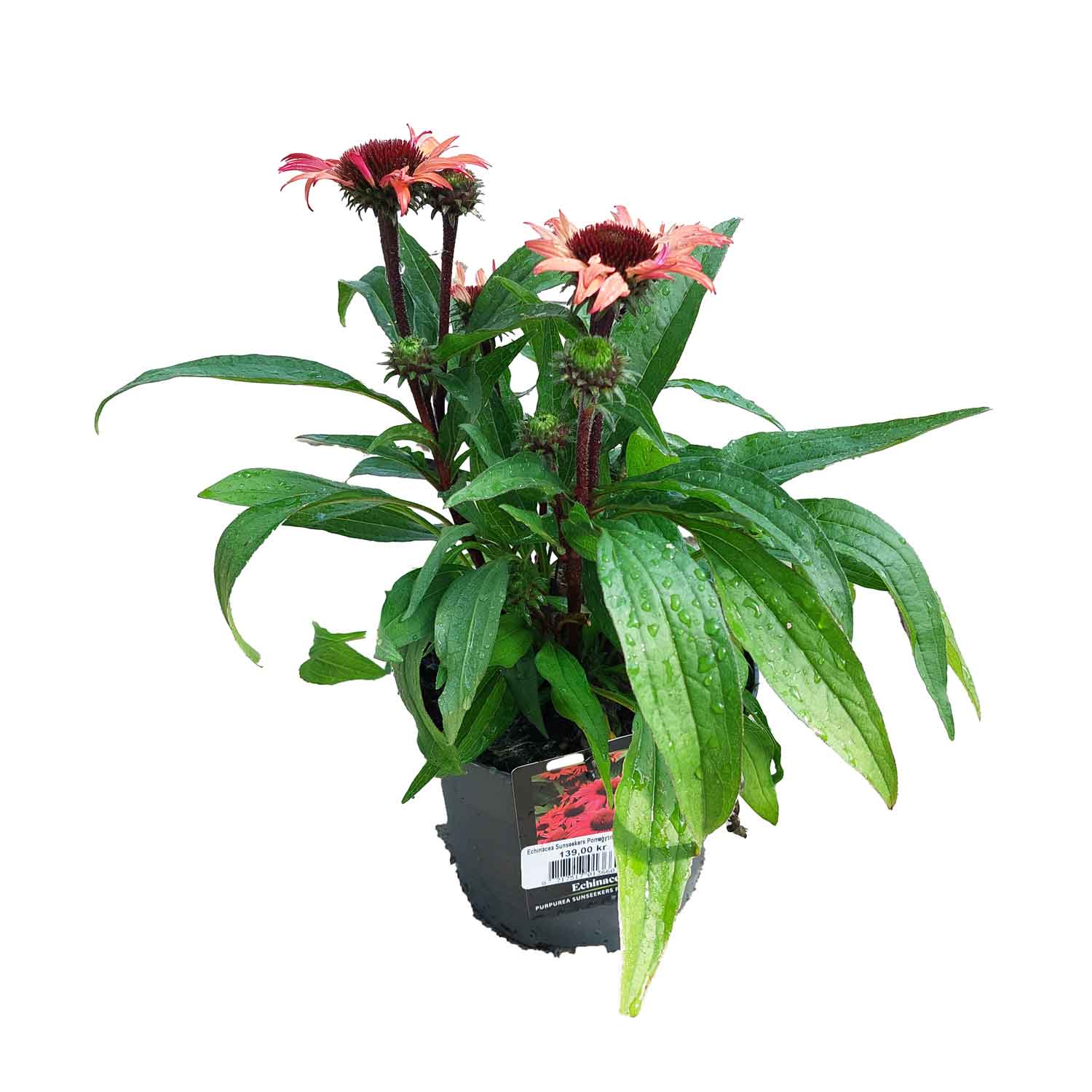 Echinacea Sunseekers Pomegranate 17cm