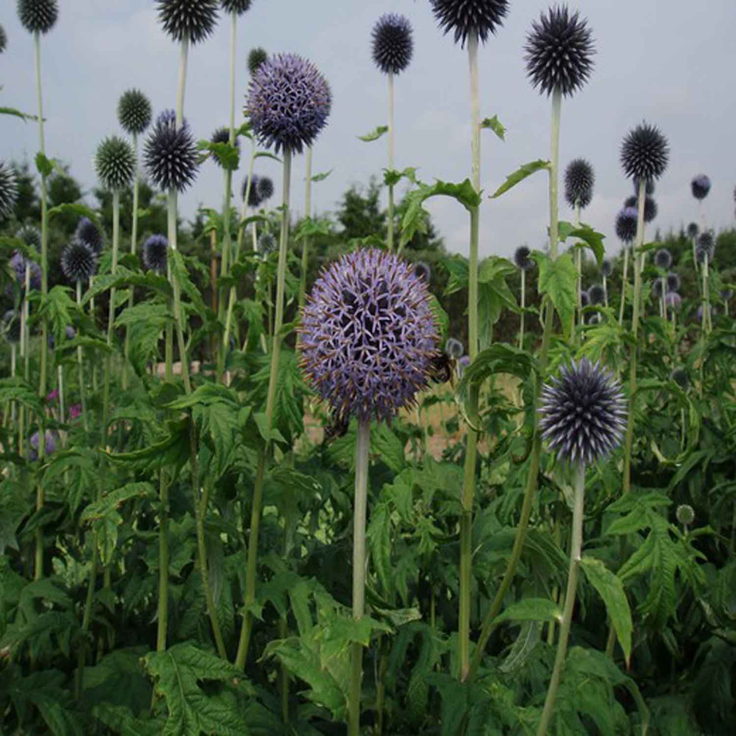 Echinops bannaticus 'Taplow Blue' 11C