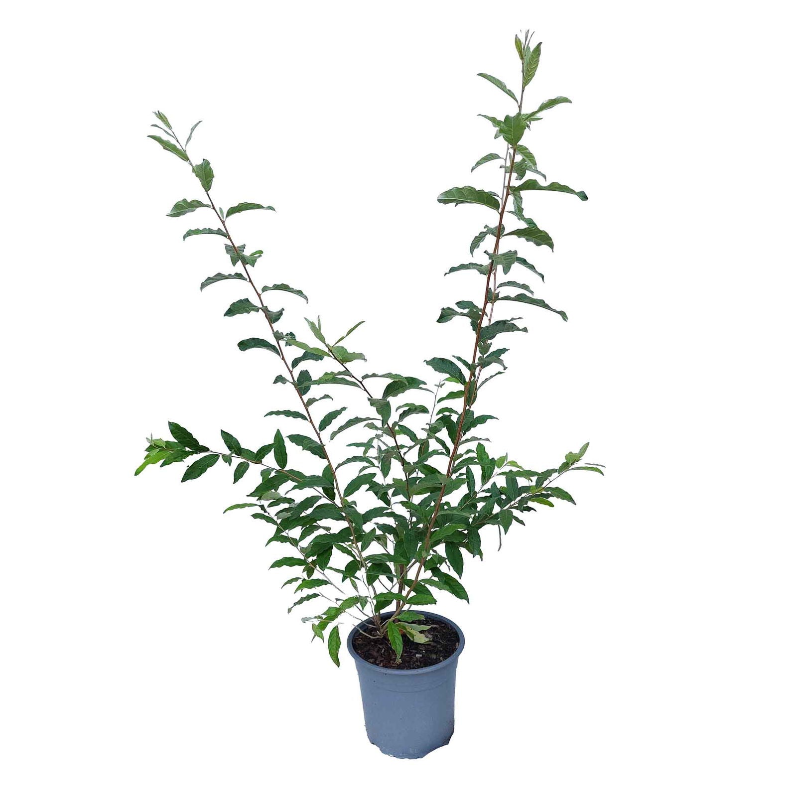 ELAEAGNUS POINTILLA AMOROSO 5 L pot