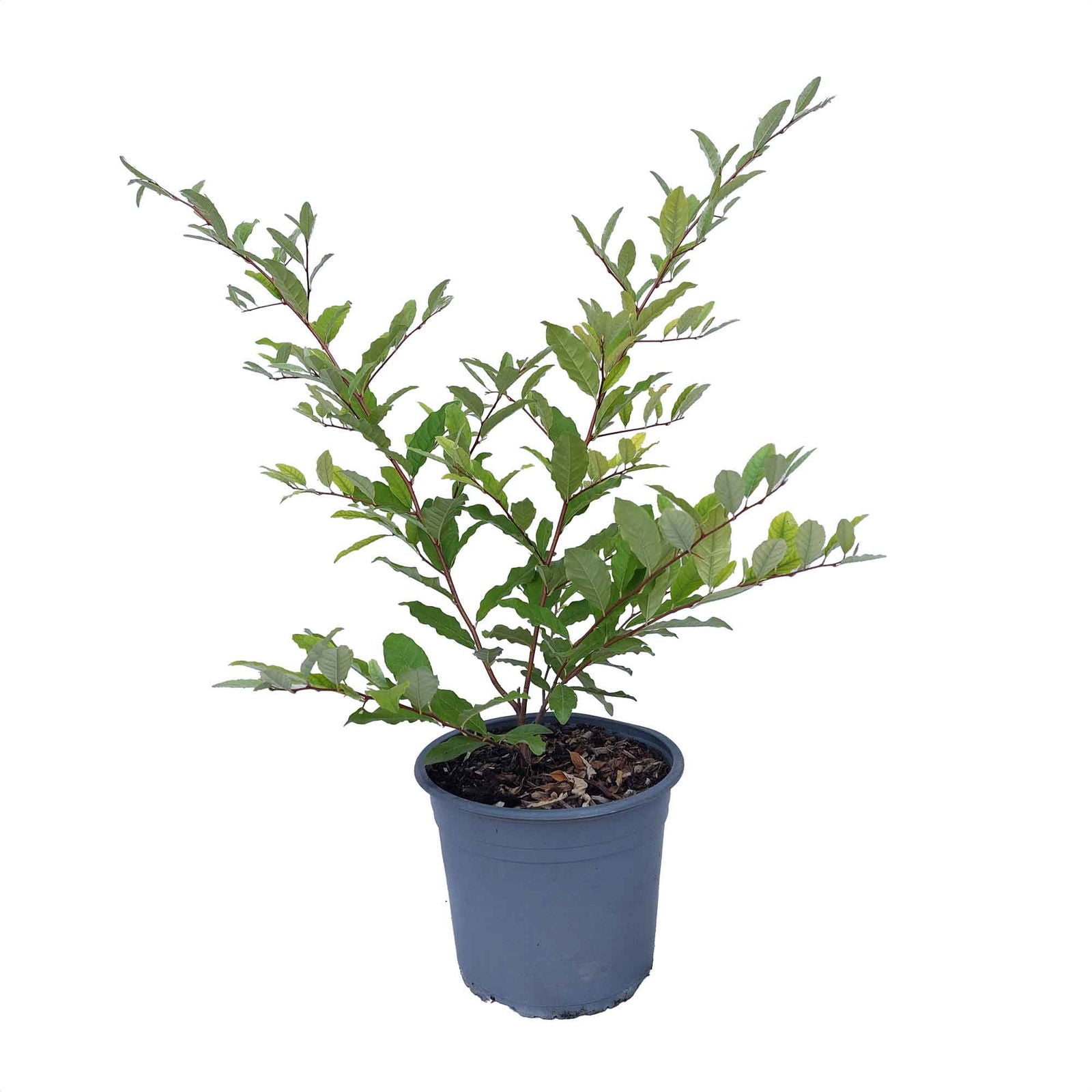 Elaeagnus Pointilla® Sweetnsour 5 L Potte