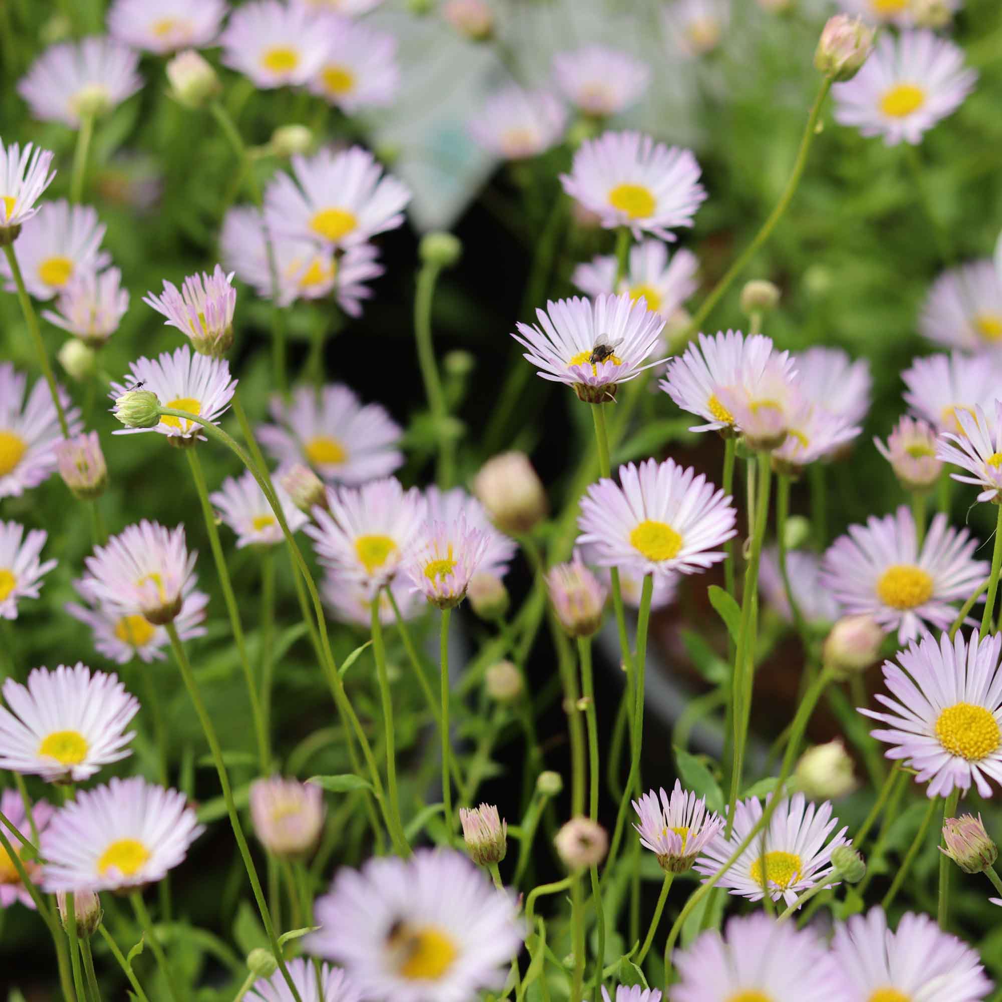 Erigeron carvinsk. 'Lavender Lady' 9cm