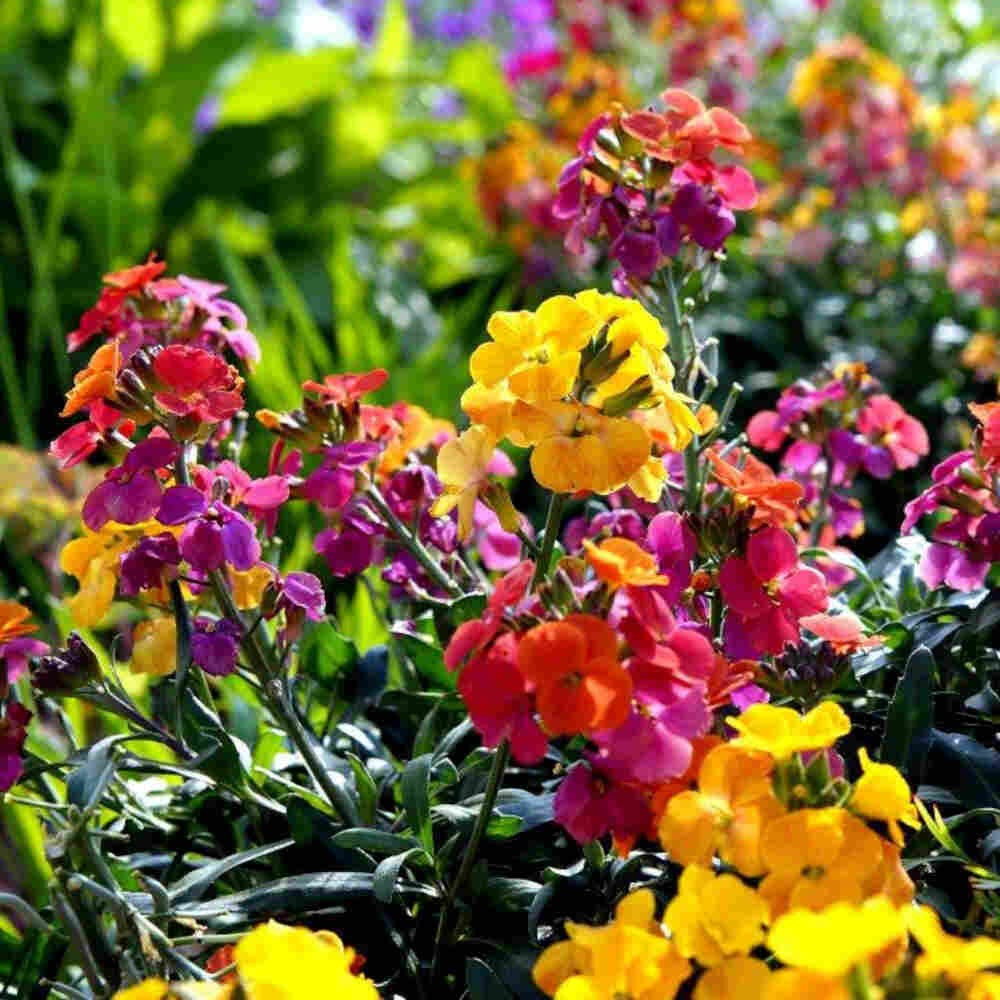 Gyldenlak - Erysimum hybrid 13cm pot