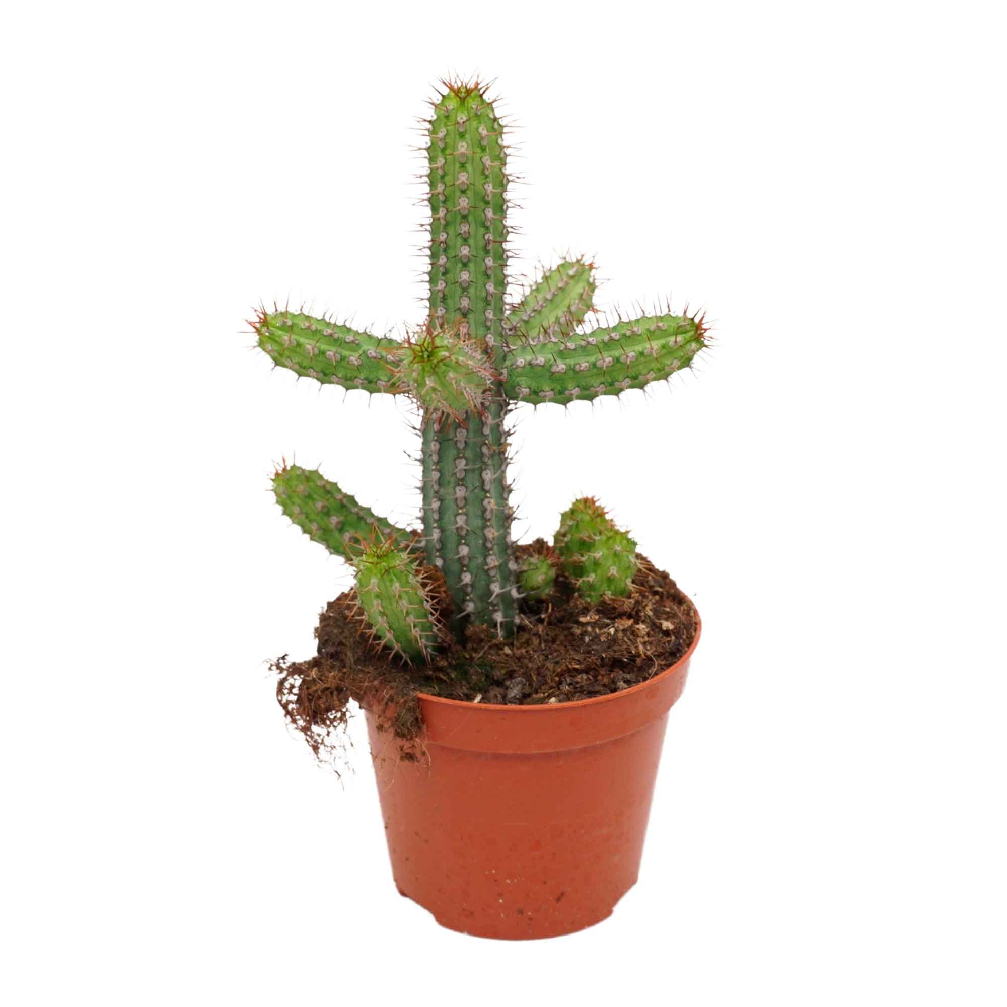 Euphorbia baioensis 8,5cm