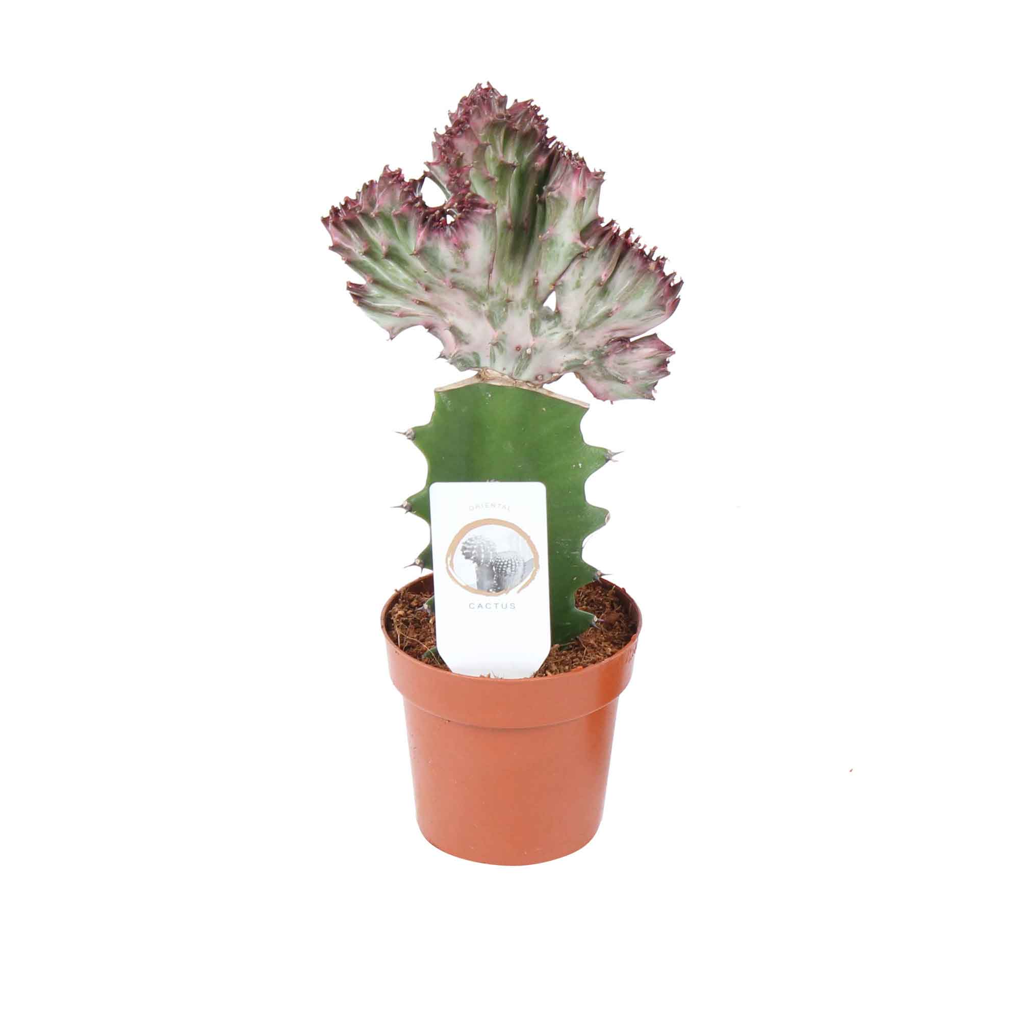 Euphorbia lactea 'Cristata' 8,5cm