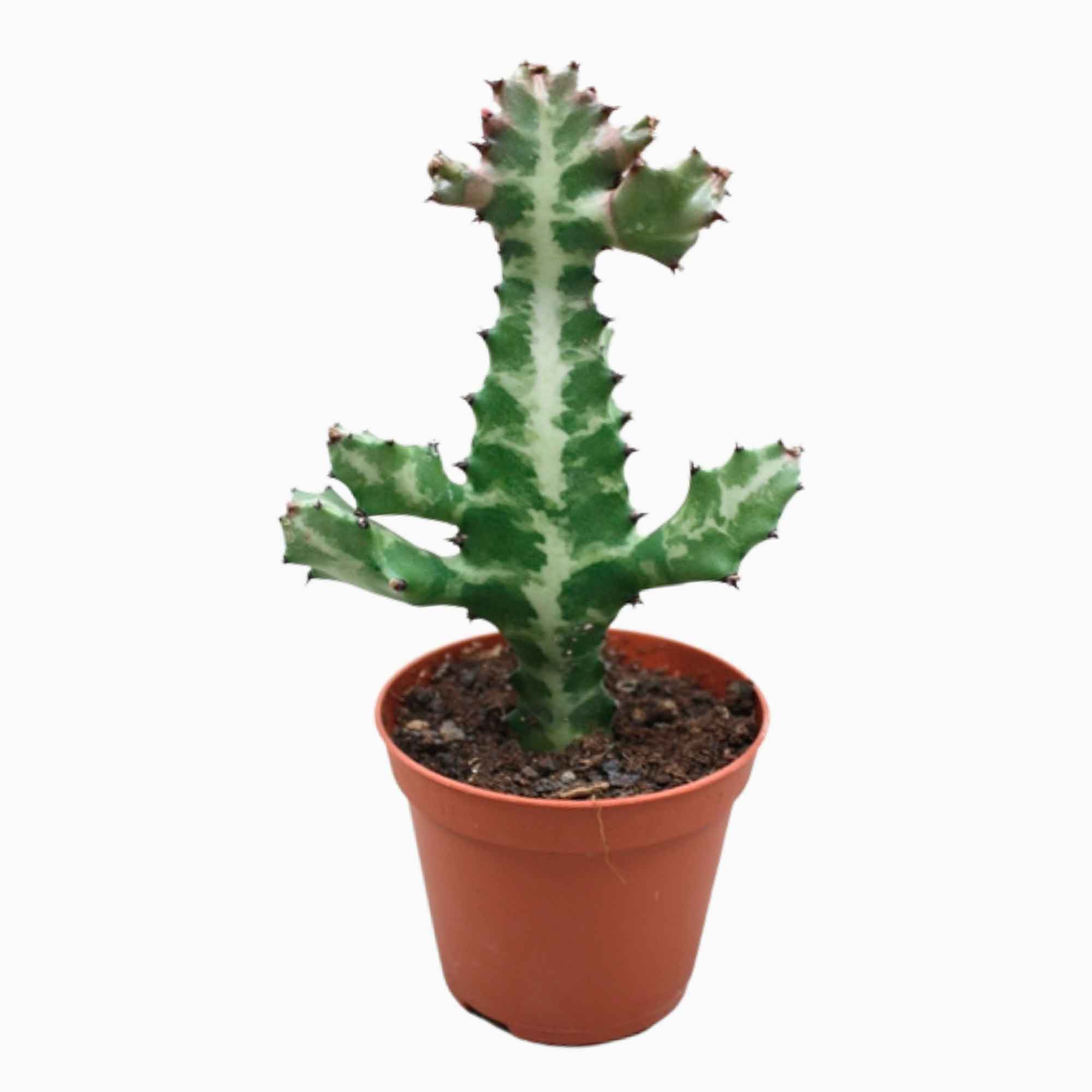 Euphorbia lactea 10,5cm