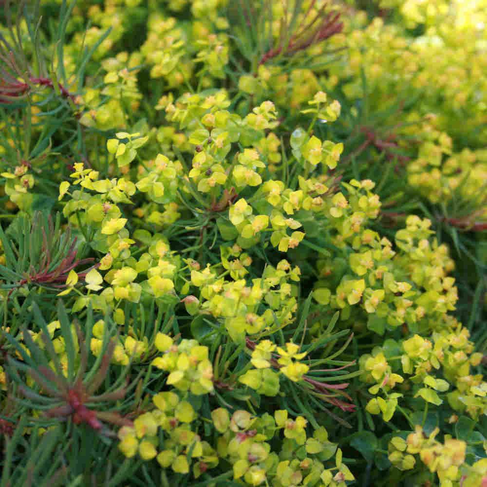 Vortemælk - Euphorbia cyparissias 'Fens Ruby' 11C