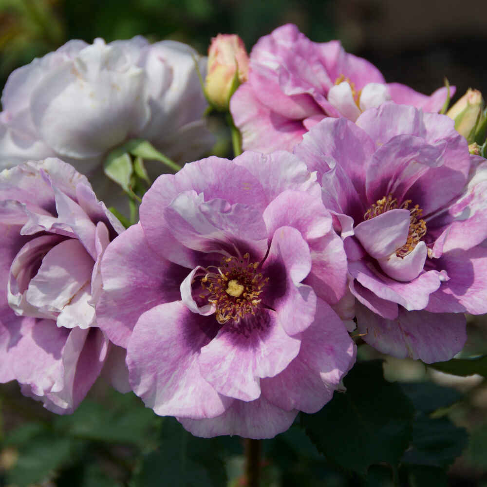 Rose 'Eyes for you' - Hulthemia persica hybrid