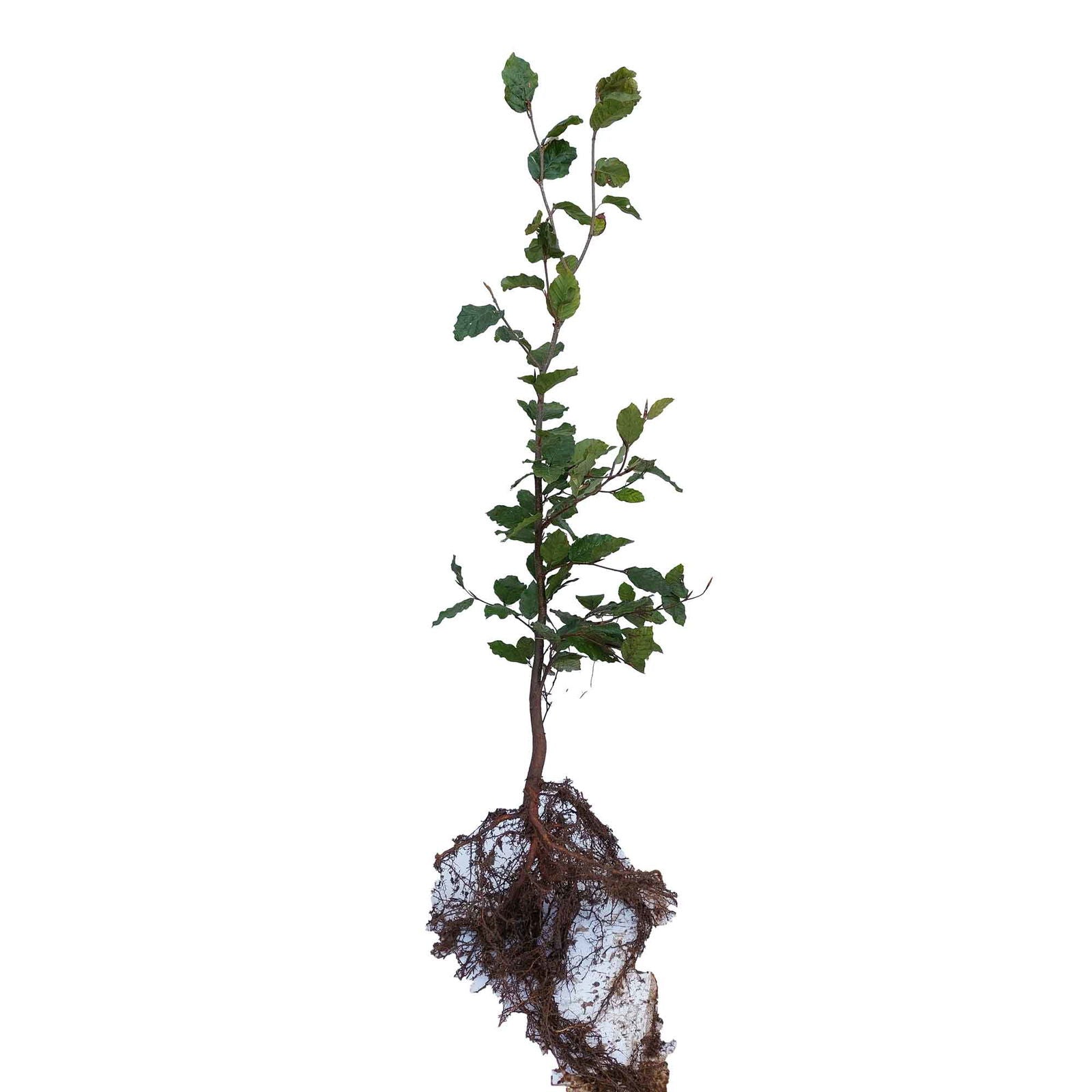 Bøgehæk - Fagus sylvatica 50-80cm