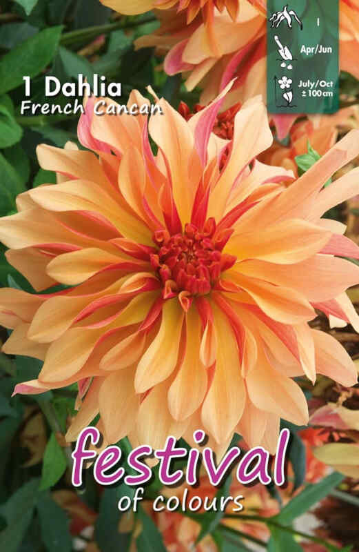 Dahlia French Cancan Decorative