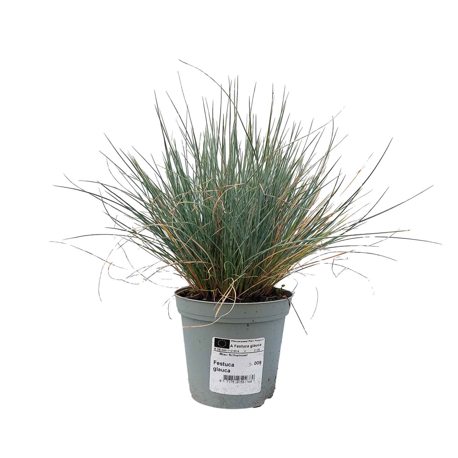 Festuca glauca 9cm