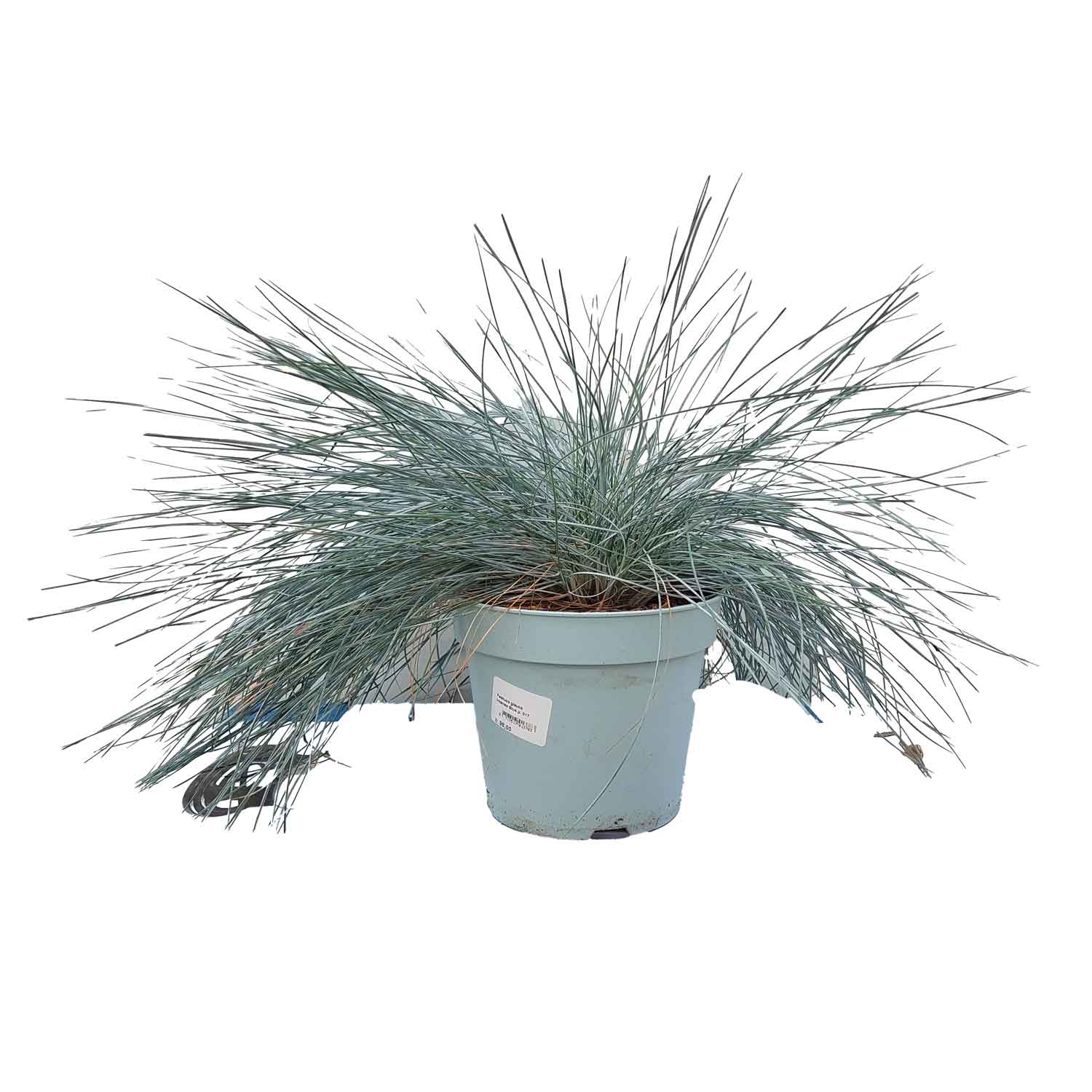 Festuca glauca Intense Blue 17cm