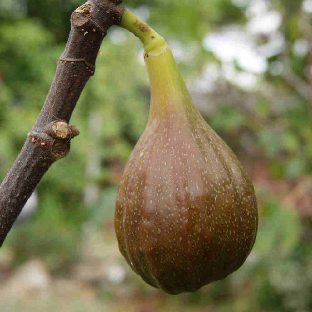 Figen - Ficus carica 'Precose de Dalmatie' 60-100cm