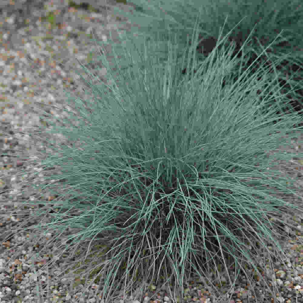 Festuca Glauca Elijah Blue 13 cm Potte