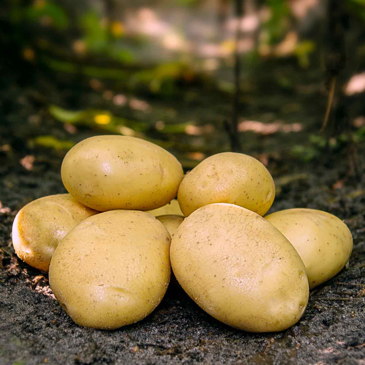 Seed potatoes - Folva - 1.5 kg