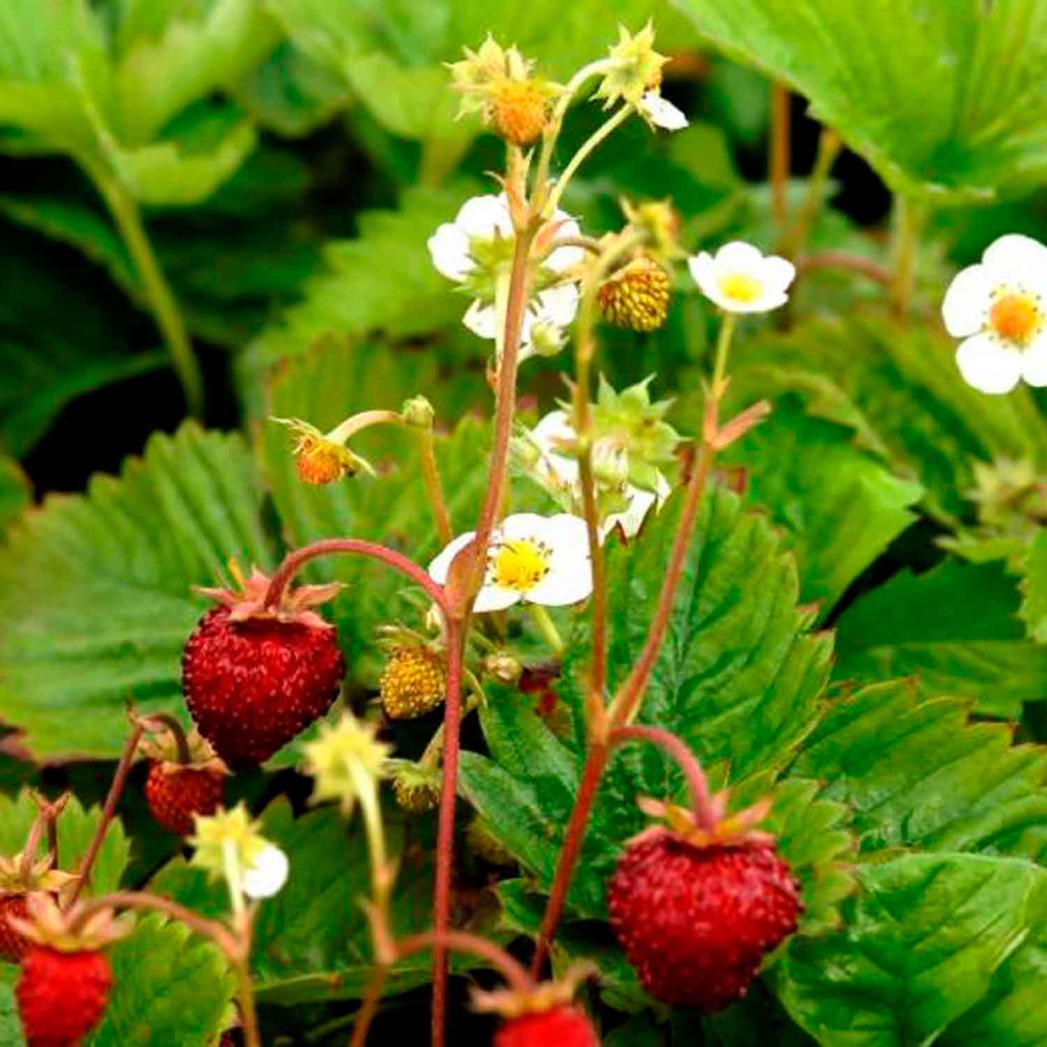 Fragaria vesca Rügen 10 cm. pot.