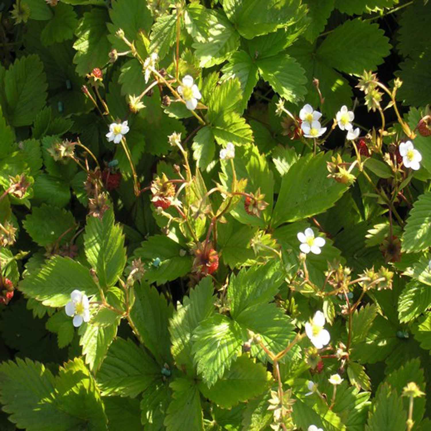 Fragaria vesca Småland 10 cm. pot.