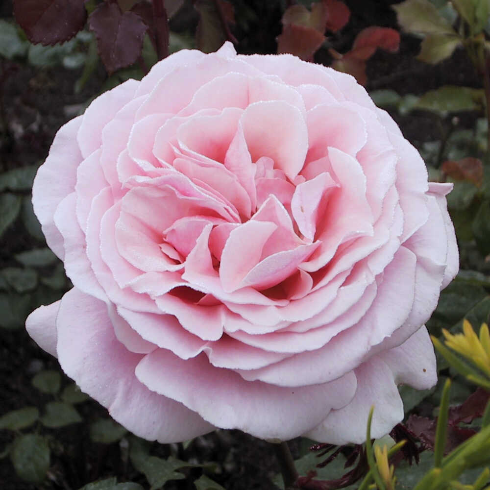 Rose 'Frederic Mistral'