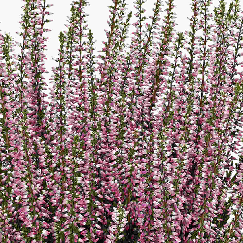 Efterårslyng - Calluna vulgaris 'Freya' 10cm