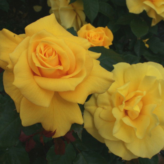 Rose 'Friesia'