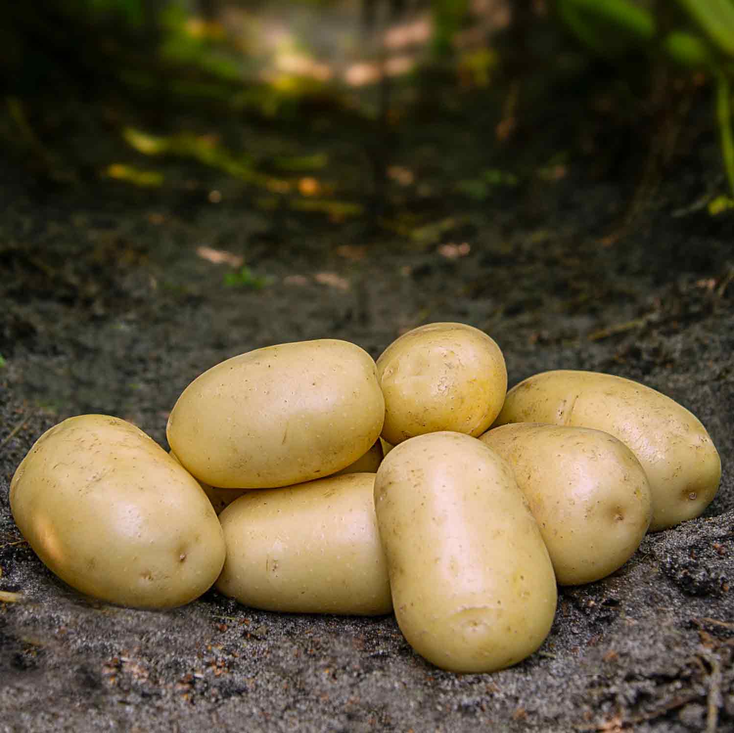 Utsädespotatis - Frig - NYHET - 1,5 kg påse