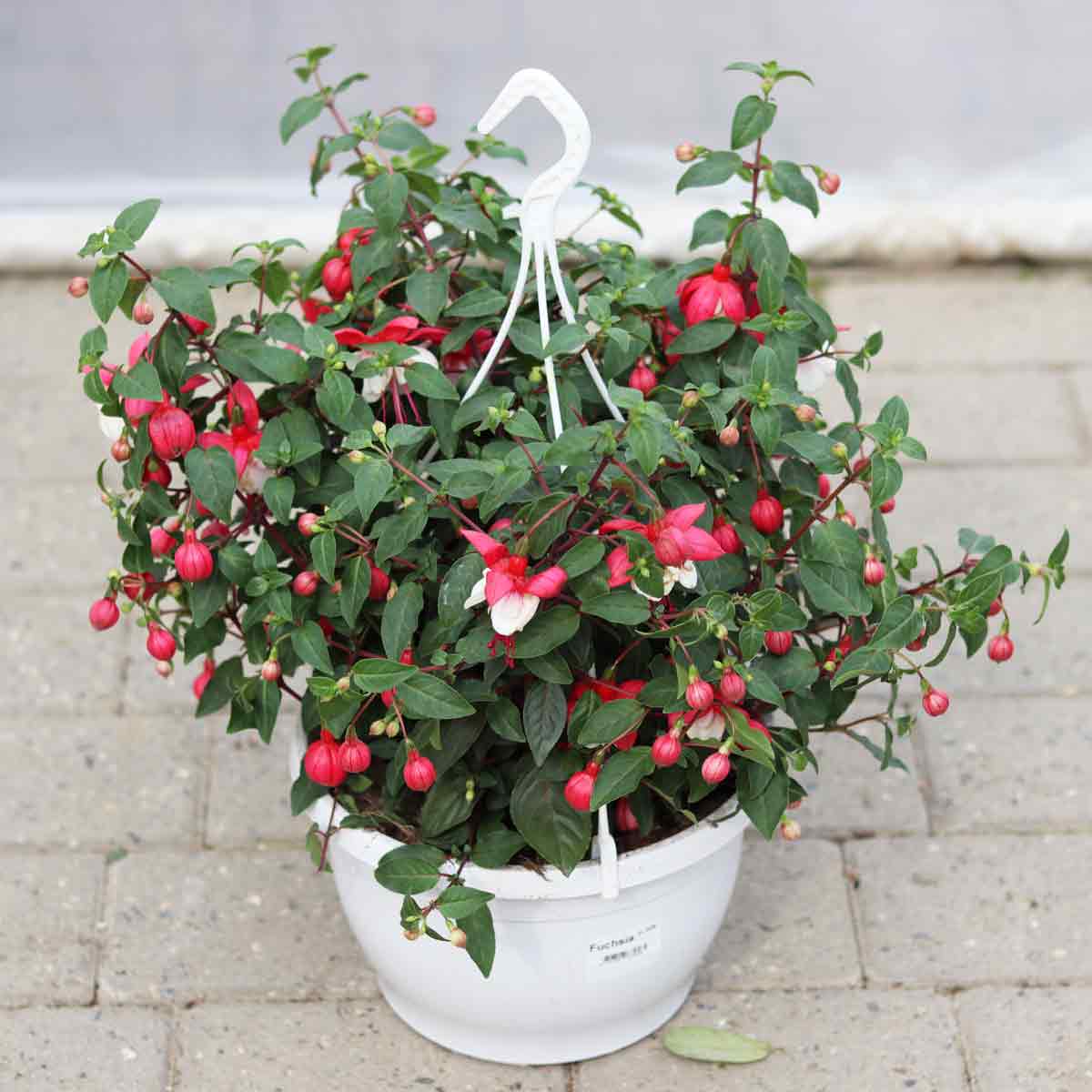 Fuchsia ampel 25cm pot