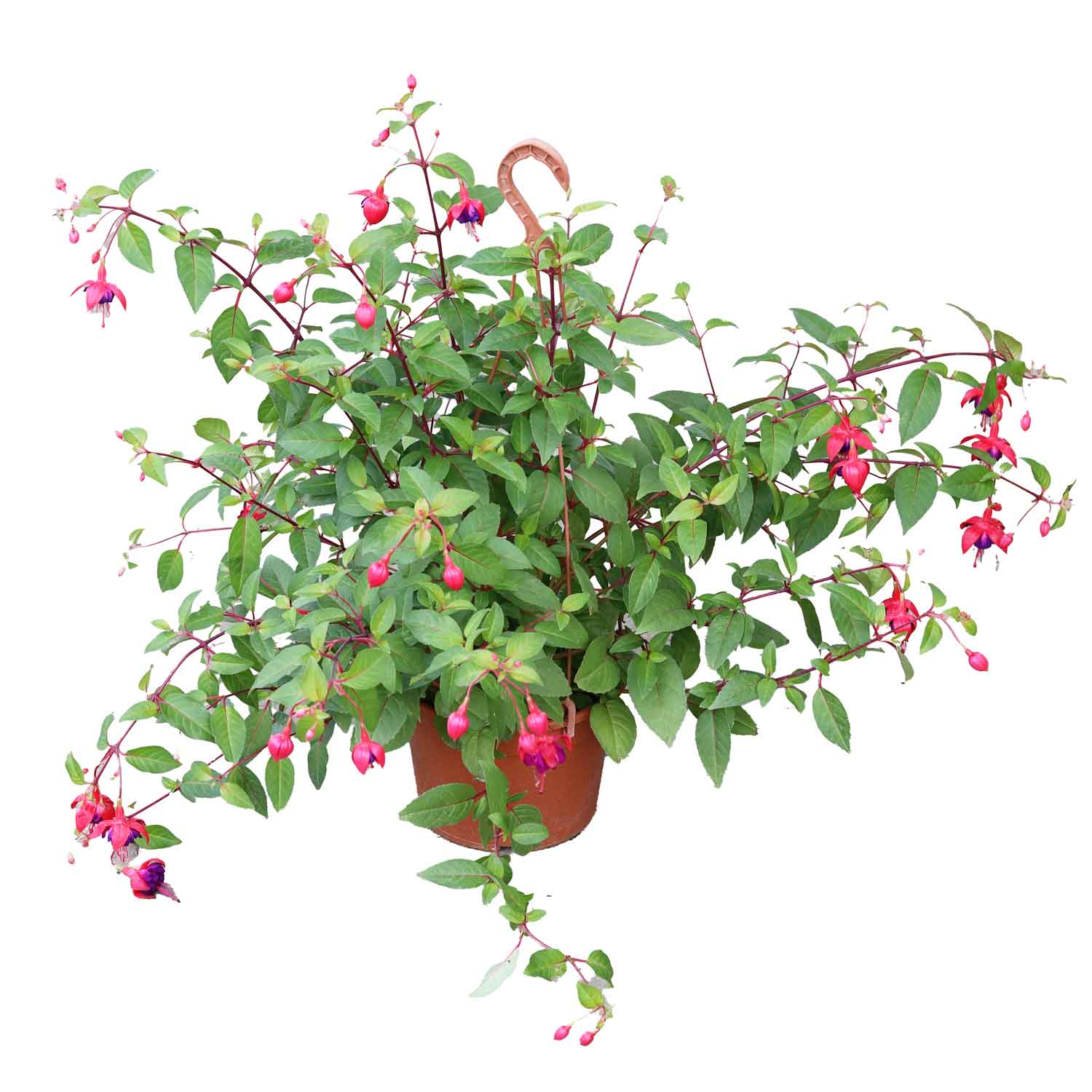 Fuchsia Basket D20