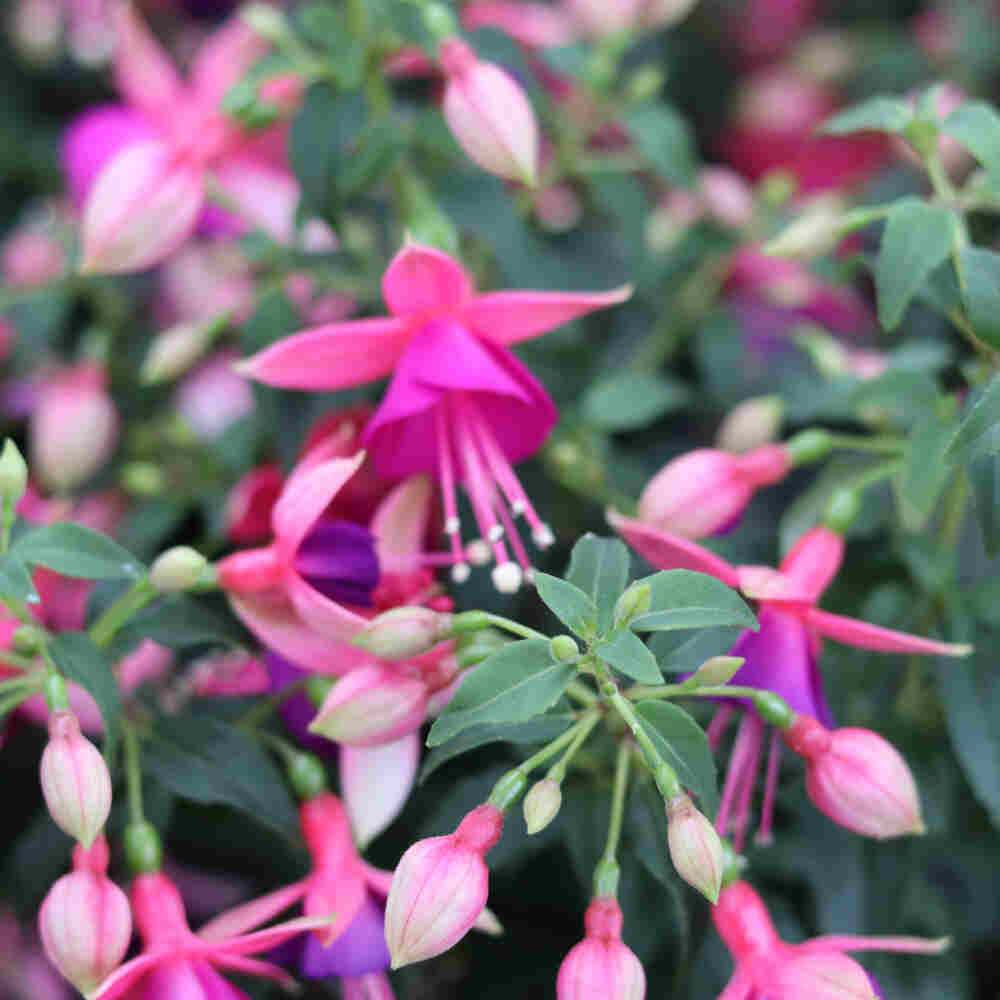 Fuchsia hybrid 11cm pot