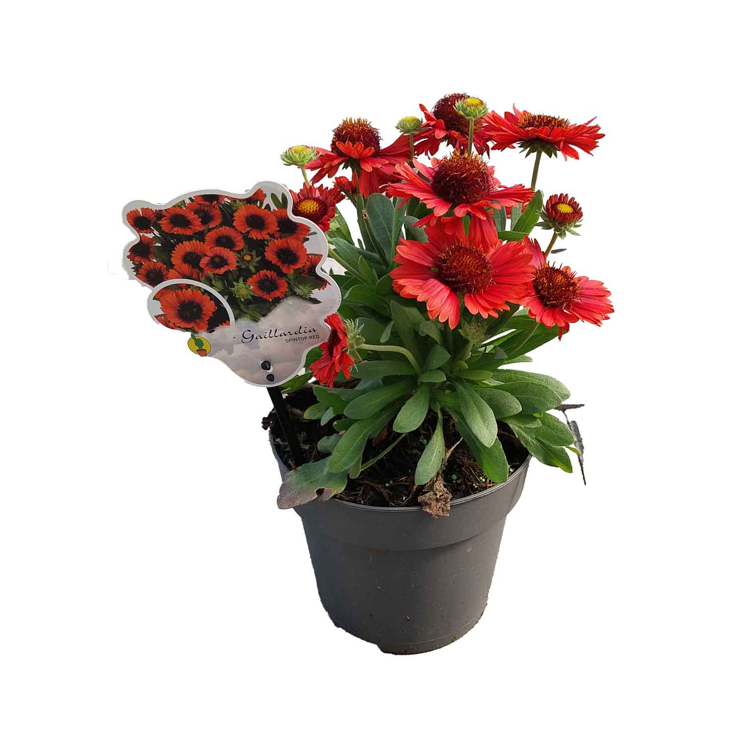 Gaillardia ar. Spintop Red 17cm