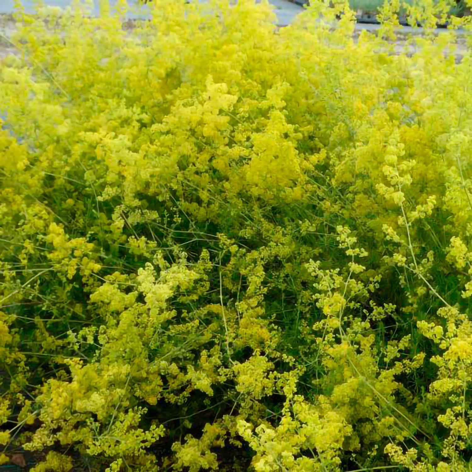 Galium verum 11C