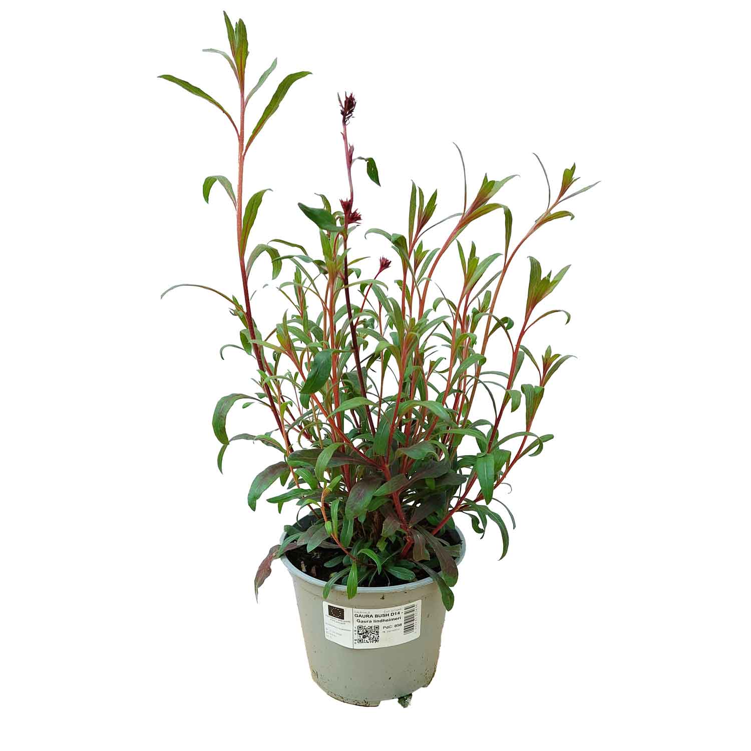 GAURA BUSH D14 - Gaura lindheimeri