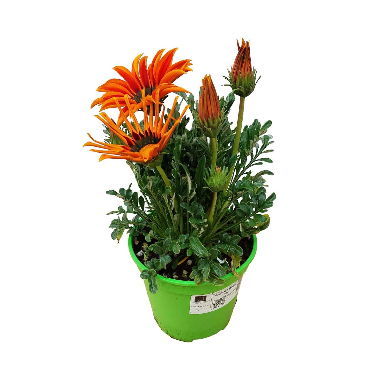 GAZANIA BUSH D14