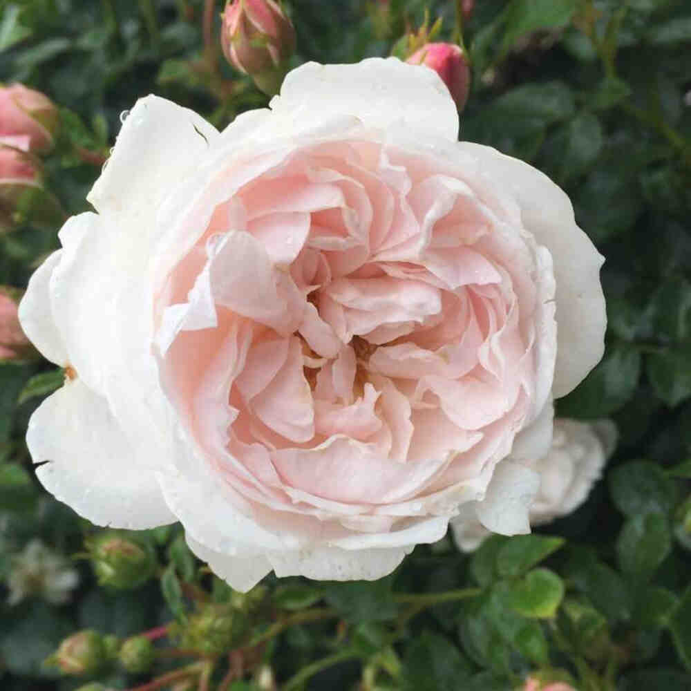 Rose 'Reunion Rose'