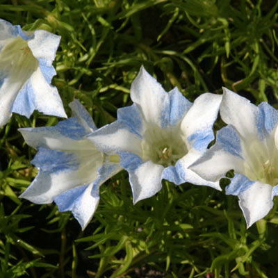 GENTIANA sinoor. Bellatrix  10 cm Potte