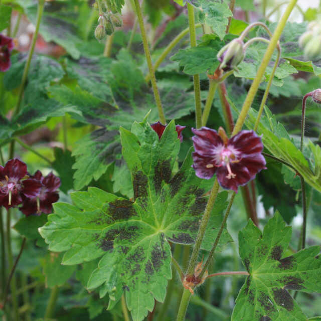 GERANIUM phaeum Samobor  1 L Potte