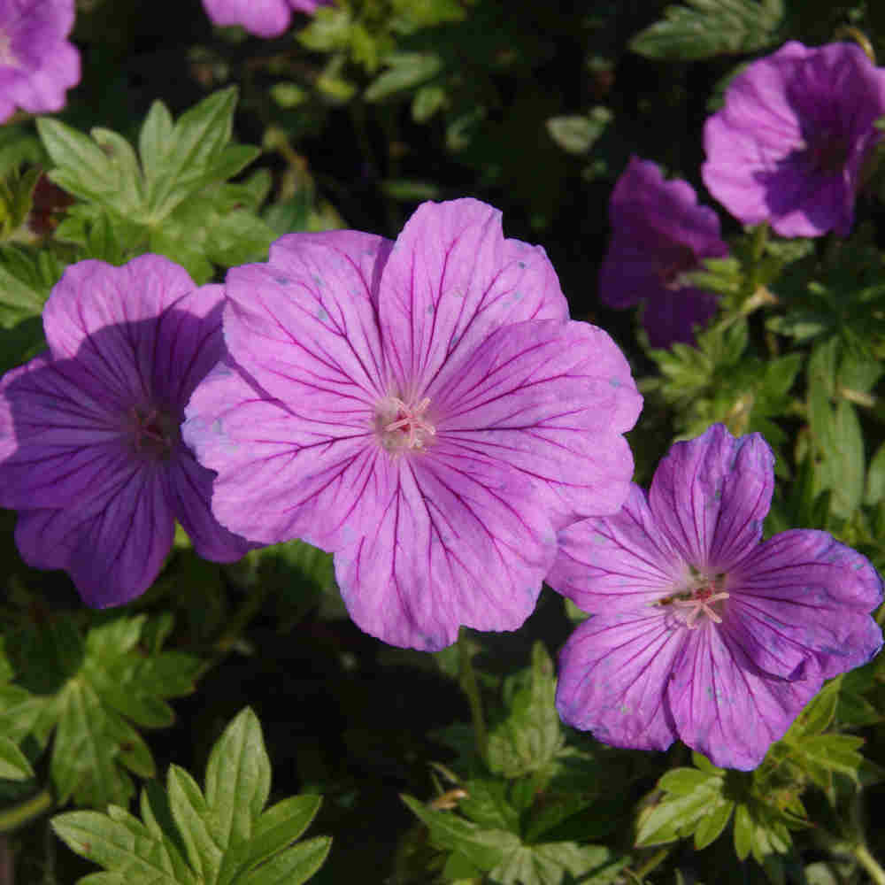 Geranium 'Blushing Turtle' P9