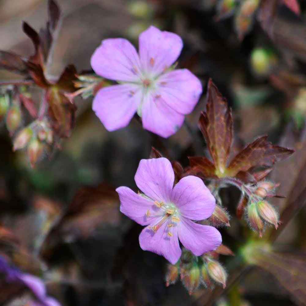 Geranium macul. 'Elizabeth Ann' P9