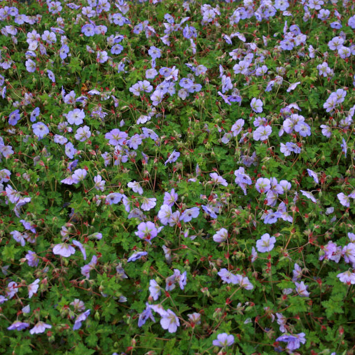 Geranium hybrid Azure Rush 11C